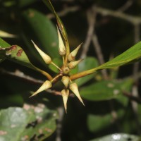 Aegiceras corniculatum (L.) Blanco